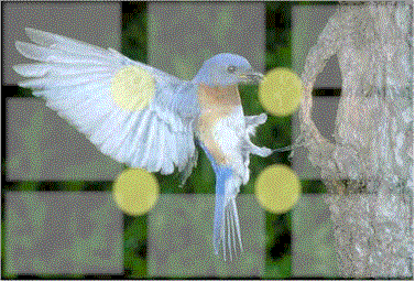 Pictorial of what shooting by the rule of thirds means.