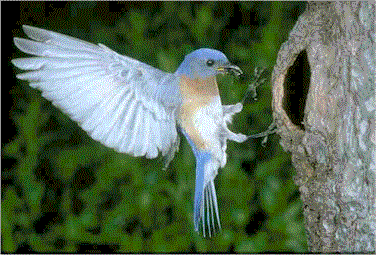 Picture of a bird with it's dinner.