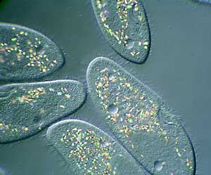PARAMECIUM ON 101SCIENCE.COM